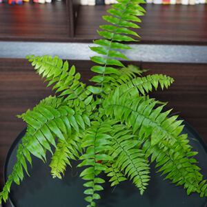 564042420love淘宝仿真绿植蕨类植物墙苹果叶文竹鱼骨尤加利波斯草