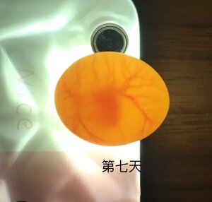 牡丹化凤孵化亲人雏鸟手可鹦鹉虎皮玄人工蛋养黄玄受精种蛋新鲜风