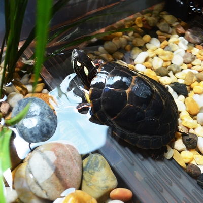 六角恐龙鱼专用鱼缸饲养缸水族箱别墅长方形两用摆件养鱼盆房子.