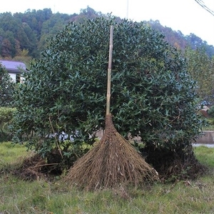 棕榈长杆铜丝紫竹j棕珠子=扫把宗鬃毛粽毛用纯手工大把扫帚珠子.