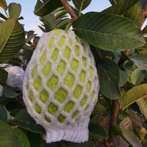 云南德宏特产红心番石榴 红河番石榴 热带新鲜水果芭乐果5斤2f5