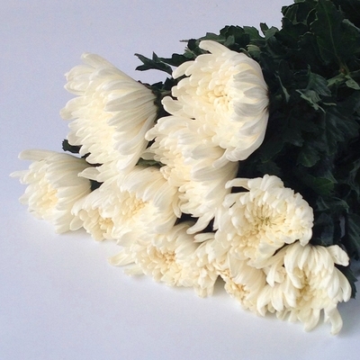 白黄大菊花大头菊鲜花云南昆明斗南基地直发清明祭祀祭w奠扫墓供