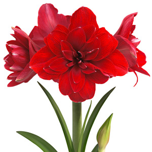 圣茵荷兰进口朱顶红双龙红色重瓣品种室内外客厅阳台盆栽植物现货