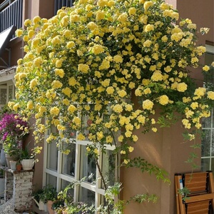 新品木香花盆栽攀援爬墙植物多年生藤本庭院花卉盆景爬藤浓香花苗