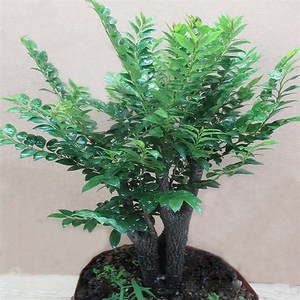 00t_1486379490288_0450淘宝珍贵树苗  奇楠沉香树苗 香檀风水树苗