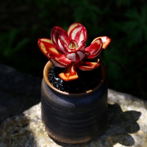 圆叶红司多肉植物龙骨室内窗台超萌e肉肉组合盆栽小老桩状态好.