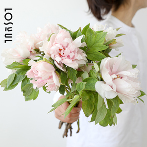 【时令大桃】时令大桃品牌,价格 - 阿里巴巴