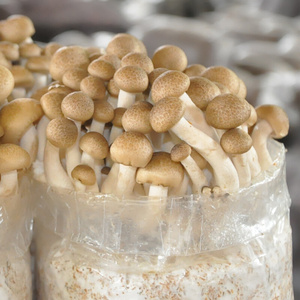 新款蟹味菇菌包袋装蘑菇种植包菌种盆栽家种菌菇海鲜食用家庭新鲜