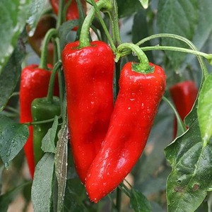 辣椒红尖椒红泡椒糯米椒灯笼椒剁椒青红椒辣椒酱蔬