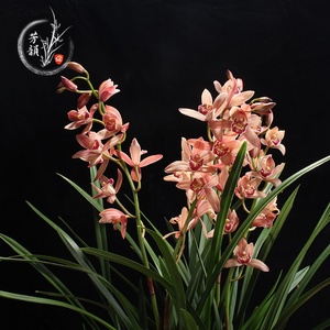 红剑浓香型建兰兰花苗四季兰室内绿植盆栽观花植u物美观花卉