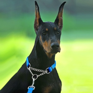 金罗p防爆冲宠物犬卡宾链斯毛项圈滑狗链猎犬狗链外出大型牵引杜