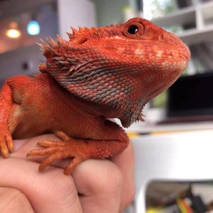 鬃狮蜥蜴活守宫宠物幼体蜥蜴入门级幼体亚成蜥蜴稀有温顺红黄柑橘