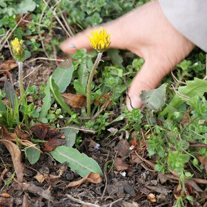 蒲公英新鲜蔬菜野生丁丁杠秦岭黄花地丁全株食药两用农产品2斤
