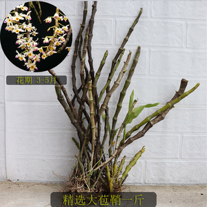 大苞鞘石斛 附生兰吊洋兰花 石斛兰花卉g绿植 盆栽 盆景 瀑布 花