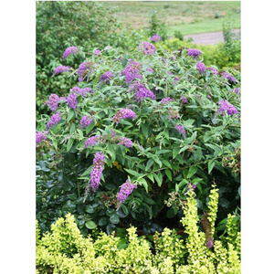 新款闭鱼花苗捉鱼鲤鱼花草新奇花卉植物毒鱼草耐寒蜜源植物绿化工