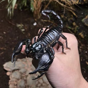 宠物蝎子帝王蝎