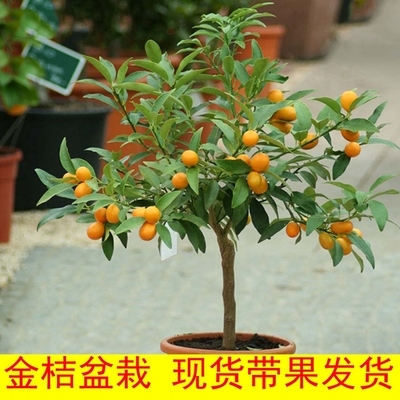 四季小金室内植桔橘树发带盆栽橘树橘子绿盆栽看观赏花卉金钱果