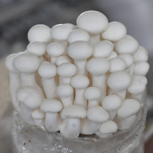 新款白玉菇菌包袋装蘑菇种植包菌种盆栽家种菌菇海鲜食用家庭新鲜