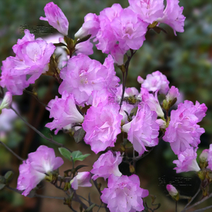 春诗杜鹃-淘宝拼多多热销春诗杜鹃货源拿货 - 阿里巴巴货源