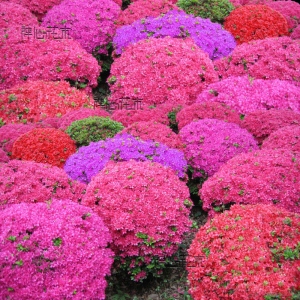 00至少还有你5300淘宝紫花三角梅 安格斯三角梅叶子花勒杜鹃老树桩