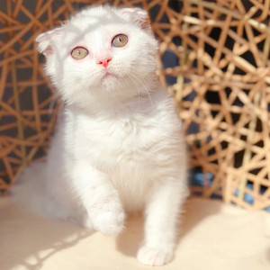 苏格兰折耳猫  银渐层纯白猫咪   活体小奶猫 宠物猫    纯种英短