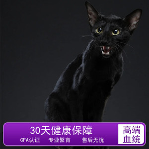 东方短毛猫黑色