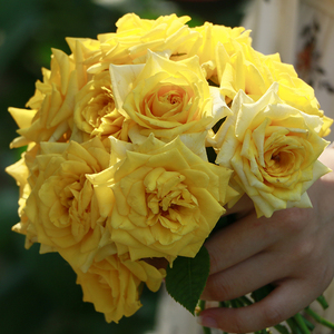 海蒂的花园卡特道尔灌木月季四季开花好养庭院露台花卉植物盆栽苗