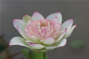 【】碗莲盆栽荷花(新云锦)大型碗莲种藕2021年