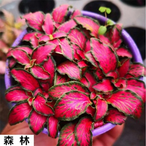 【小叶恋石草】小叶恋石草品牌,价格 - 阿里巴巴