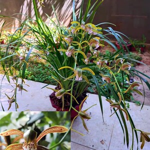 云南虎头兰小叶虎头兰花盆栽新鲜植物i盆景5苗送原生腐殖土.