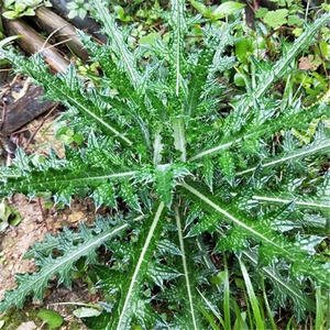 大蓟大刺儿菜,大刺盖,老虎脷,山萝卜,刺萝卜鸡母刺苗2棵.