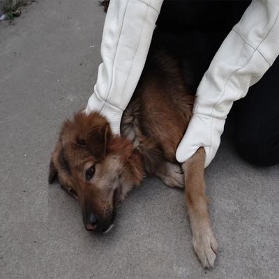 抓捕猫狗捕犬野狗器狗网救助a套狗大型抓流浪狗器狗神器抓工具