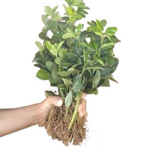 【千年矮树苗庭院】千年矮树苗庭院品牌,价格 - 阿里巴巴