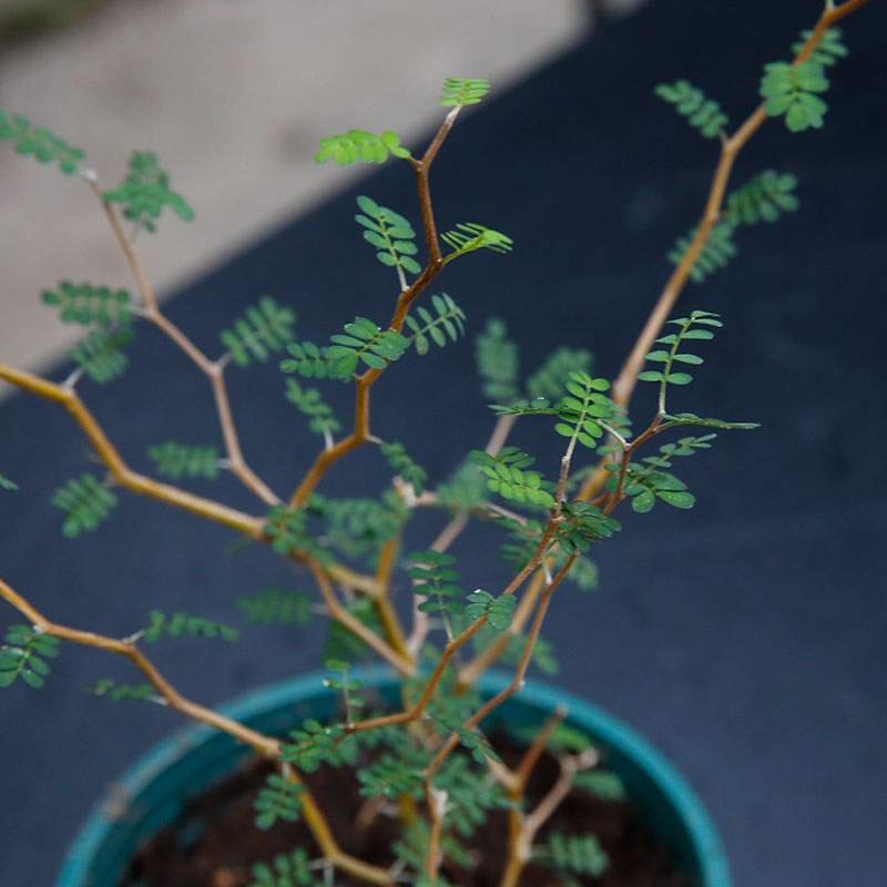 22腾飞园艺 只售精品 新西兰刺槐网红童话树盆栽小孩子苦x参槐树