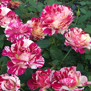 苹果挞 丰花微型月季庭院阳台花卉f观花植物玫瑰花盆栽带叶包邮