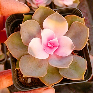 新多肉植物红植莲彩色紫珍珠群生多头绿桩室内阳台桌面老心园艺.