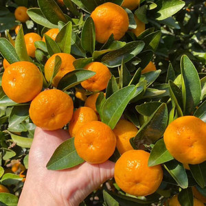 江西南丰蜜桔贡桔10斤小橘子整箱胜砂糖橘水果