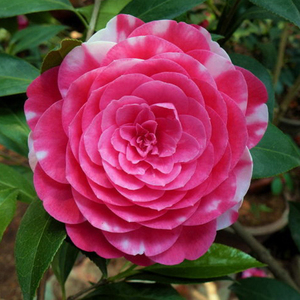 牡丹不含盆花鹤翎金华q木本花卉非常容易树苗新店优惠盆栽茶花山