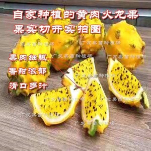 火龙果苗黄心黄肉