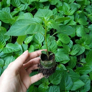 五彩椒盆栽苗广西