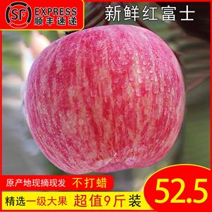 山西吉县壶口瀑布苹果条红富士脆甜多汁应季时令新鲜水果10斤