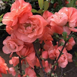 世界一海棠盆景