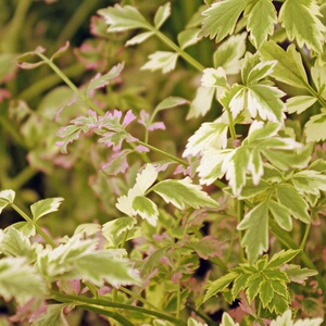 水芹火烈鸟可食用盆栽彩叶观赏室内户外花园庭院草本落叶易养.