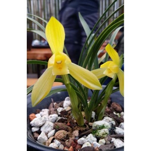 新包邮自然矮种兰花苗盆栽 金兰【春黄素绿浓香】植花卉盆景园.