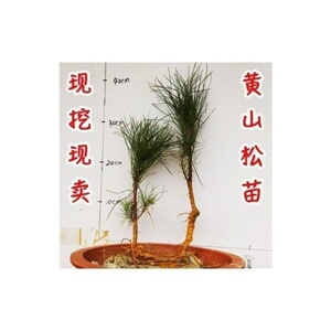 黄山松树苗小o黄山庭院迎客松真树小苗植物造景禅意稀有小型野生