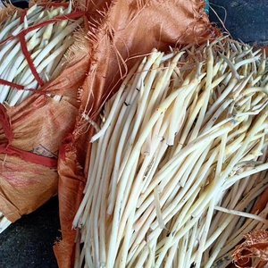 顺丰空运洪湖藕带嫩藕尖笔占藕占藕哨子藕舌头细莲