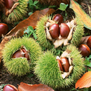 新下树 承德特产 宽城板栗 燕山生栗子香甜糯毛