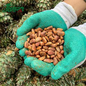 新鲜松塔东北红松大松树塔未加工手剥坚果松子松鼠零食装饰
