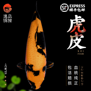 观赏鱼锦鲤活鱼虎皮锦鲤鱼苗新手好养耐活招财风水小型宠物鱼活体