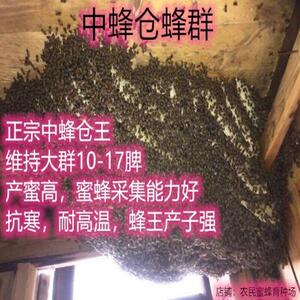 中蜂王种王优种蜂王高产蜂王活体阿坝王双色王卵王黄山王新开产王